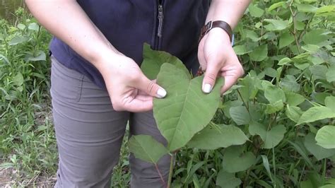 How to Identify Japanese Knotweed - YouTube