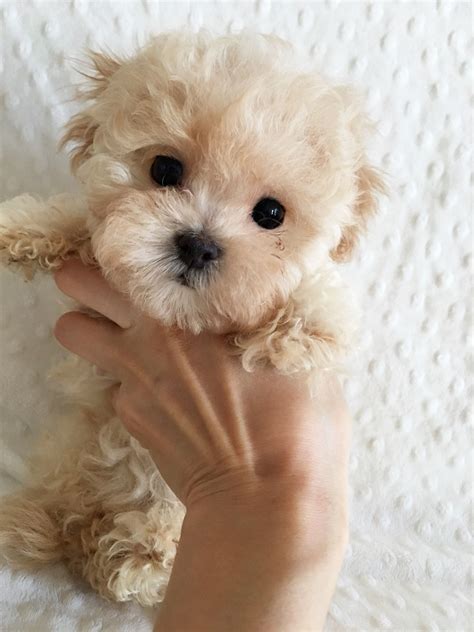 Related image | aww | Teacup maltipoo, Puppies, Pet dogs