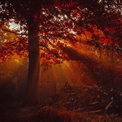 Autumn Wallpaper 4K, Trees, Forest, Sunlight