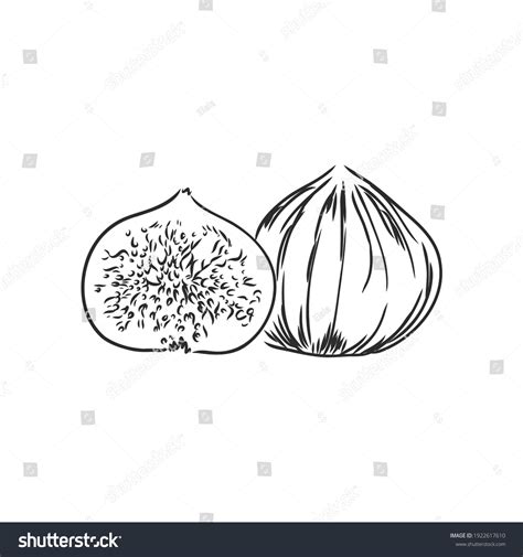 Figs Realistic Vector Illustration Plant Fruit Stock Vector (Royalty ...