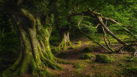 Bing HD Wallpaper Sep. 6, 2024: Glenariff Forest Park, Northern Ireland ...