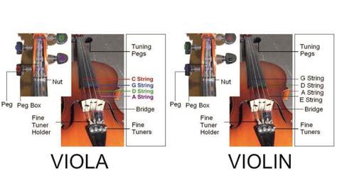 חייג השפעה אי נוחות viola v עשבי תיבול ספרייה צביעות