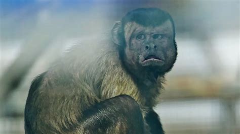 Monkey with human face that looks like 'distressed man' is still ...