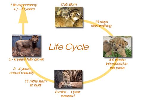 elephant life cycle diagram - Great Bear Blogged Pictures Library