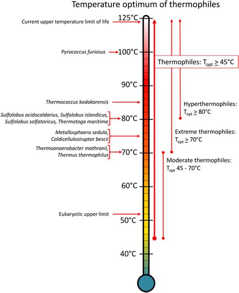 Frontiers | Extremely thermophilic microorganisms as metabolic engineering platforms for ...