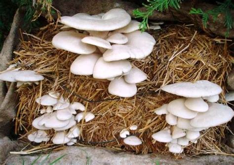 Nagaland: Mushroom cultivation contributing to rural economy | MorungExpress | morungexpress.com