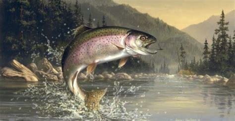 Image result for image of rainbow trout jumping out of the water to catch an insect | Радужная ...