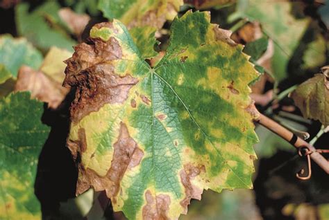 Laboratory Testing for Grapevine Diseases | Lodi Growers