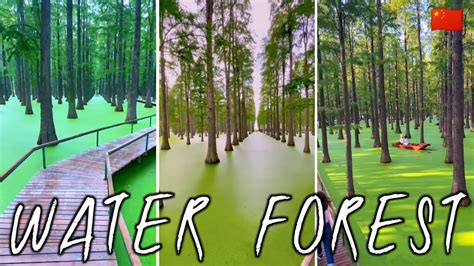 Luyang Lake Wetland Park - A Floating Forest In China - YouTube