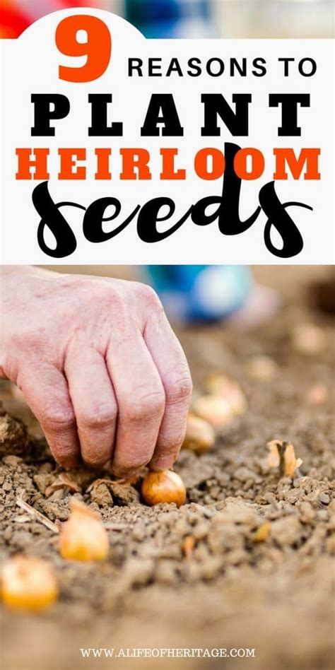 Heirloom Seeds: Why You MUST Make the Switch