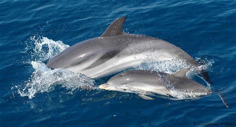 Dauphin bleu et blanc // Striped dolphin - Le GREC