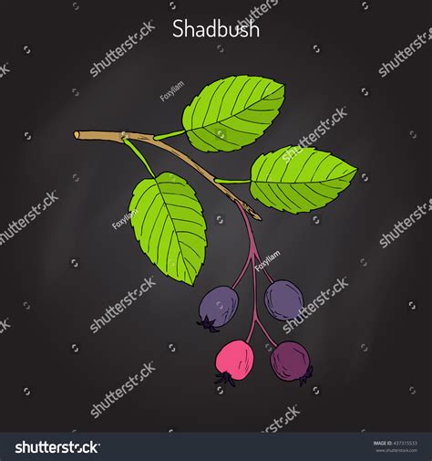 Amelanchier, also known as shadbush, shadwood or - Royalty Free Stock ...