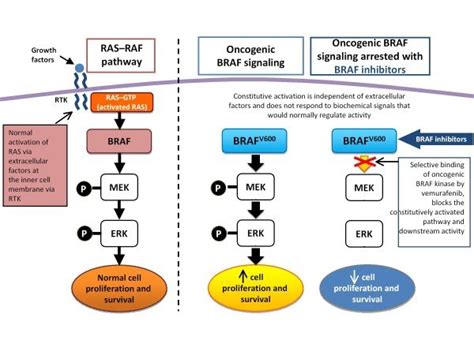 Oncogenic BRAF signaling pathway. RTK: receptor tyrosine kinase. | Download Scientific Diagram