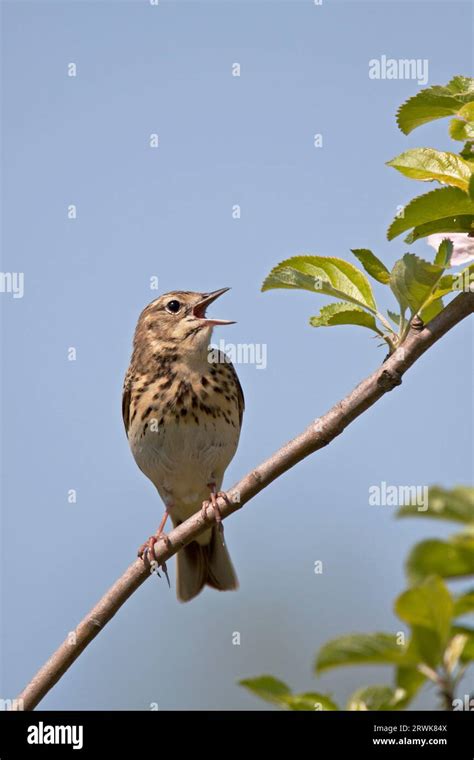 Tree Pipit (Anthus trivialis), the nest is made on the ground among ...