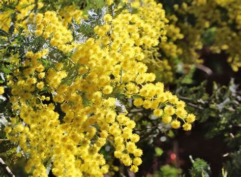 Mimosa tree varieties, the most beautiful acacia species