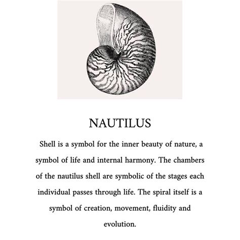 The Nautilus: A Spiral of the Universe – Rosy BVM