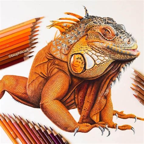 Brightly Colored Animal Pencil Drawings | Pencil drawings of animals, Color pencil art, Color ...