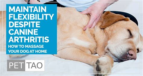 Natural Pain Relief: Understanding Dog Arthritis Massage - PET | TAO Holistic Pet Products