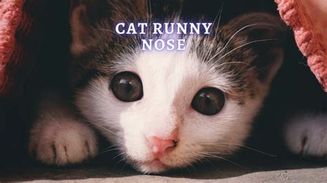 Cat Runny Nose: Common Causes, Treatment and Prevention