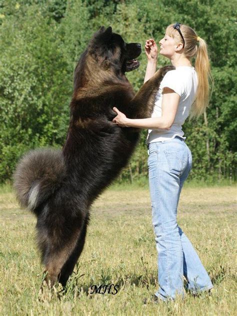 10+ Of The World's Largest Dog Breeds | Cani e cuccioli, Animali, Cani