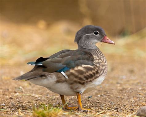 Duck, Mandarin - Safari West