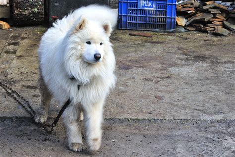 Free Images : vertebrate, dog breed, trigrad, samoyed, alaskan malamute, dog like mammal ...