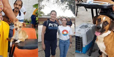 170+ Dogs and Cats Spayed or Neutered in Cancún | PETA