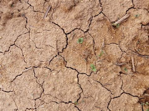 Plants in dry soil stock image. Image of soil, plants - 148276293