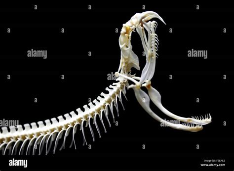 Rattle snake skeleton Stock Photo, Royalty Free Image: 87596714 - Alamy