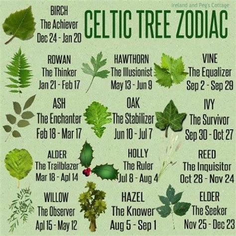 What’s your Celtic tree sign | Celtic zodiac, Celtic tree, Celtic astrology