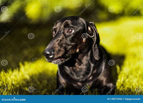 Funny Adorable Dachshund Close Up Portrait Stock Photo - Image of hound, badger: 138973398