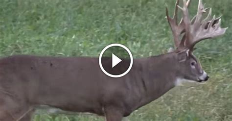 The Joe Franz record buck — Hear the story of the largest whitetail ...