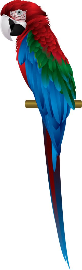 Macaw Png Transparent Images - Macaw Clipart - Full Size Clipart (#5572091) - PinClipart