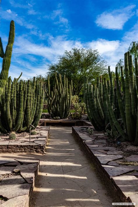 Desert Botanical Garden: Sonoran Wonder in Phoenix, Arizona