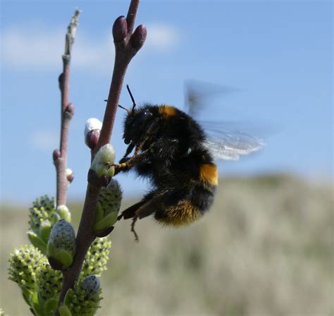 Bumblebee Conservation Trust (@BumblebeeTrust) / Twitter