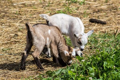 Animal Rescuer Shows Off 'World's Smallest Goat Babies' and the Cuteness Is Too Much - Pet News