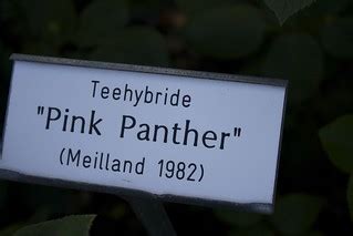Teehybride "Pink Panther" ( Meilland 1982 ) | Teehybride "Pi… | Flickr