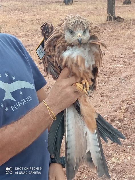 Red Kites Reintroductions in the Iberian Peninsula