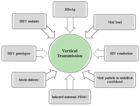 Microorganisms | Free Full-Text | Vertical Transmission of Hepatitis B Virus—An Update