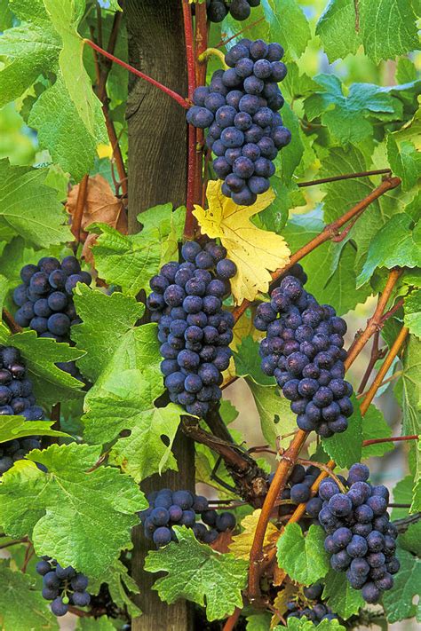 Pinot Noir Grapes Photograph by Greg Vaughn - Fine Art America