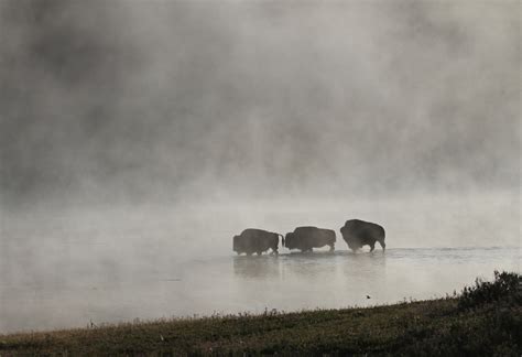 Buffalo Free Stock Photo - Public Domain Pictures