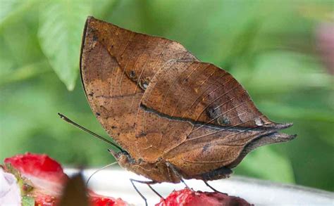 Don’t trust your eyes—that leaf is actually a butterfly – My Chicago Botanic Garden