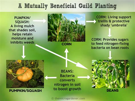 The Ultimate Guide To Companion Planting Vegetables - cheapvaninsuranceduqrbcadjh