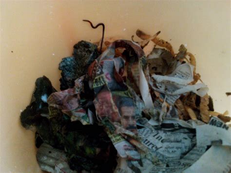 Starting a vermicompost bin without worms - Vidyut