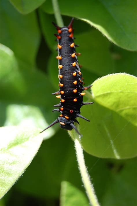 Pipevine Swallowtail caterpillar, Battus philenor | FarOutFlora | Flickr