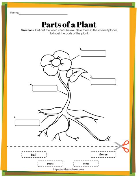 Plant Life Cycle Worksheets Free Printables for Kids - Adanna Dill