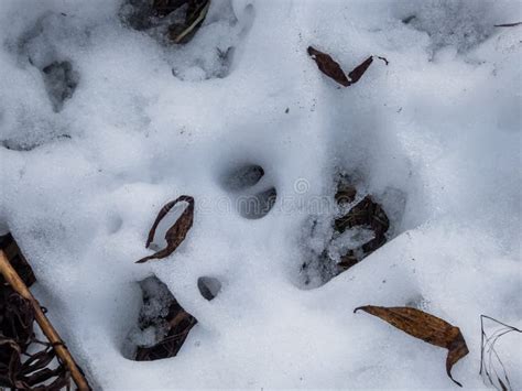 Close Up of Footprints of Roe Deer (Capreolus Capreolus) in Deep, Melting Snow Stock Image ...