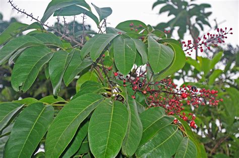 Lepisanthes fruticosa (Sapindaceae) image 35847 at PhytoImages.siu.edu