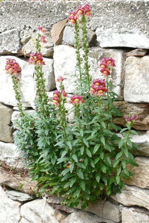 Antirrhinum - Alchetron, The Free Social Encyclopedia