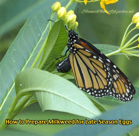 Prepare Milkweed for Monarchs and Butterfly Eggs- Raise The Migration – Monarch Butterfly Life